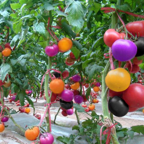 P200/bag Climbing Bonsai Tomato Plants