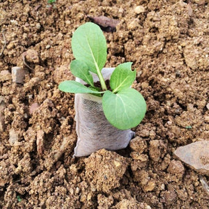 100 pcs/lot Biodegradable Seed Nursery Bags - Korbox
