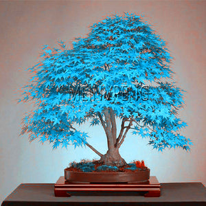 Blue Maple Tree Bonsai Plants - Korbox
