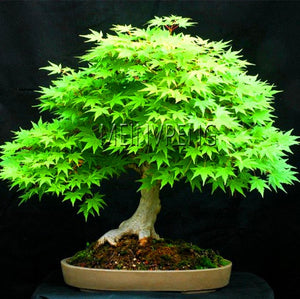 Blue Maple Tree Bonsai Plants - Korbox