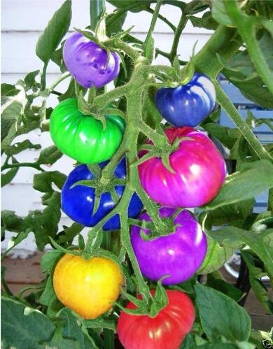 bonsai tomato tree P200/bag Climbing Bonsai Tomato Plants